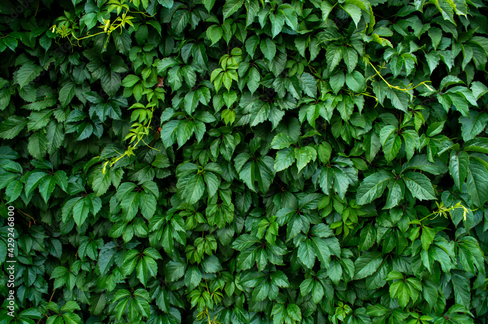 green leaves background green leaves background