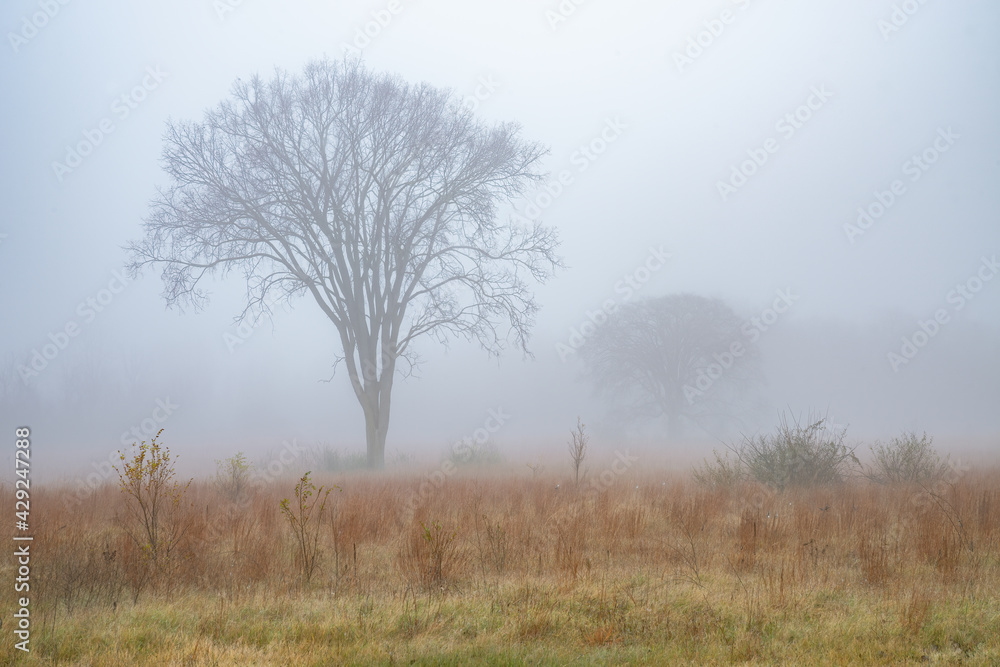 Autumn landscape of a tall grass prairie in fog, Fort Custer State Park, Michigan, USA Autumn landscape of a tall grass prairie in fog, Fort Custer State Park, Michigan, USA