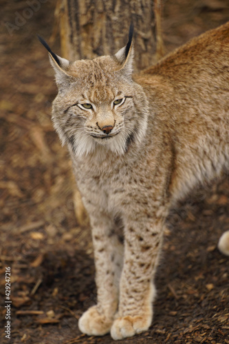 Lonely lynx bored in captivity