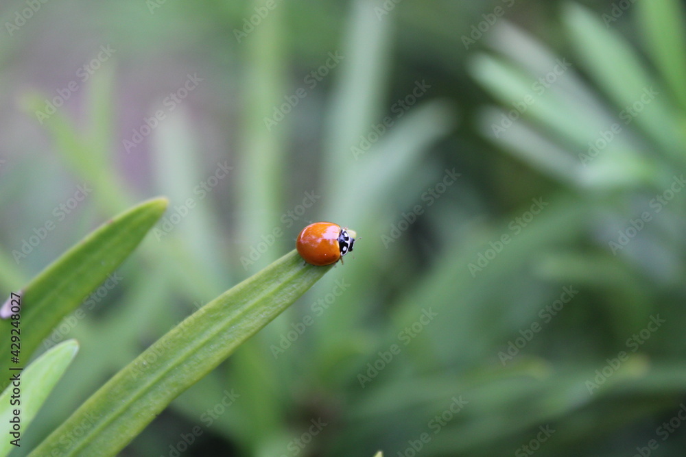 ladybug on grass ladybug on grass