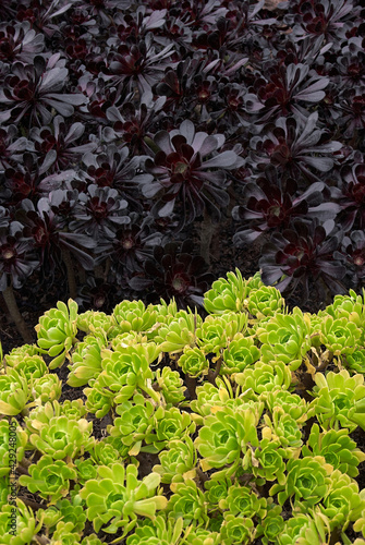 aeonium arboreum plant, duality concept, black and green  photo