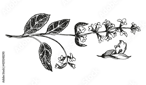 botanic illustration of sage with blossom