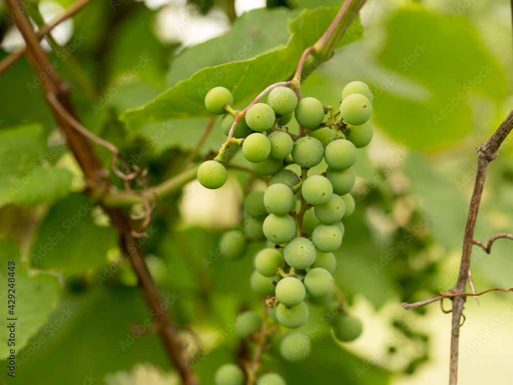 Green berries of young grapes in early spring Green berries of young grapes in early spring