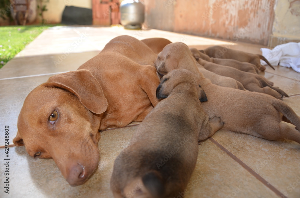 dogs on the floor