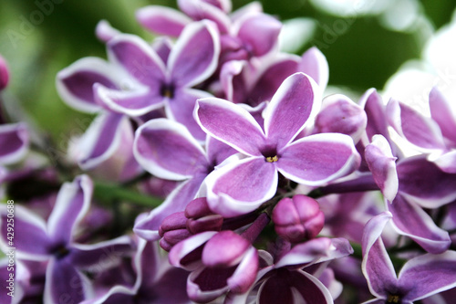  Branch of blooming lilac close-up on a green background