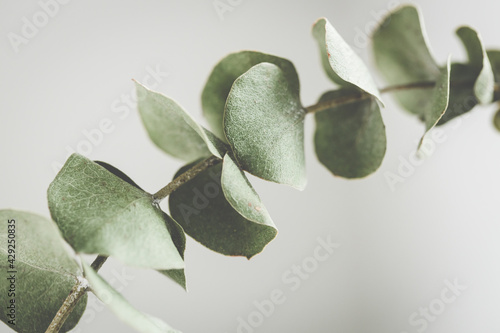 Billede på lærred Close up view of dry eucalyptus branch.