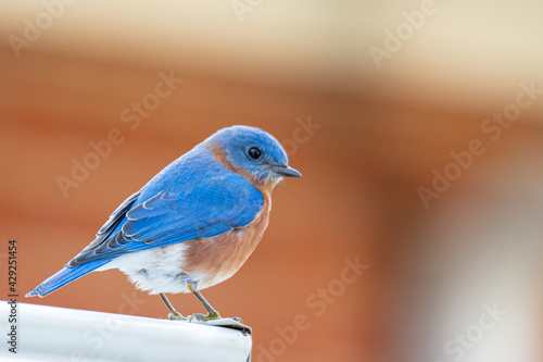 Bluebird on roof