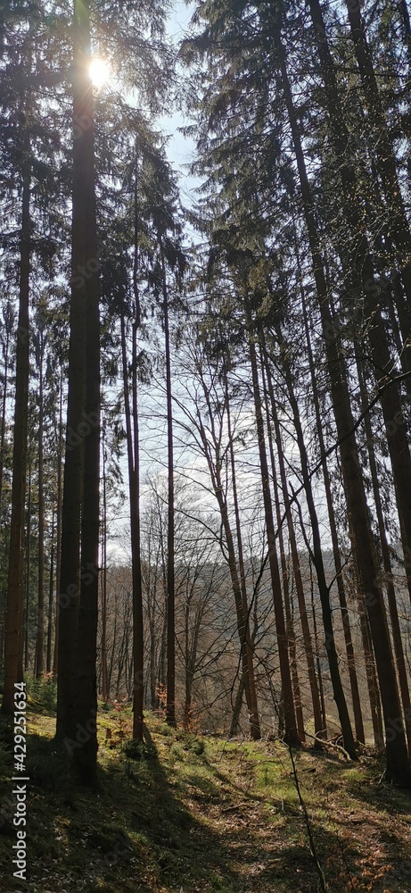 Wald im Spessart in Deutschland Wald im Spessart in Deutschland