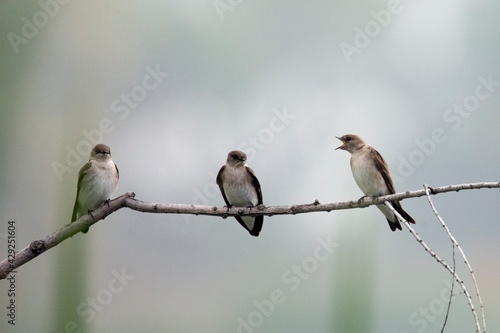Tree swallows yelling at each other on a slender branch