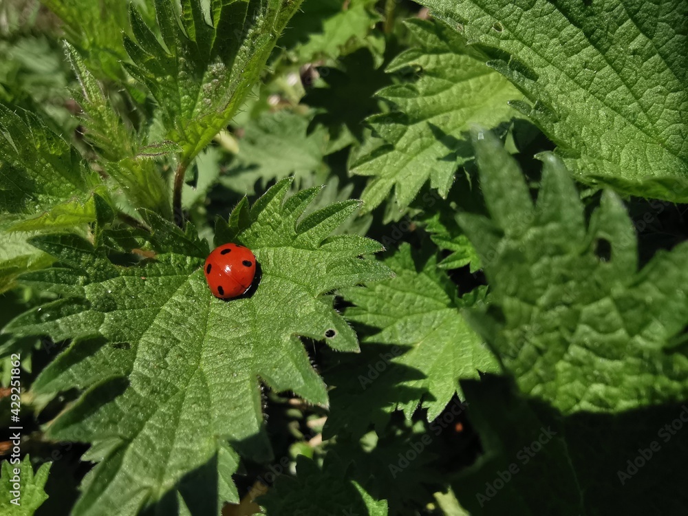 Ein roter Marienkäfer oder Herrgottskäfer auf grüner Brennnessel Ein roter Marienkäfer oder Herrgottskäfer auf grüner Brennnessel