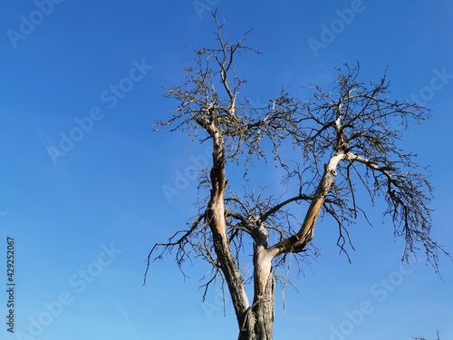 Trockener abgestorbener Baum und blauer Himmel