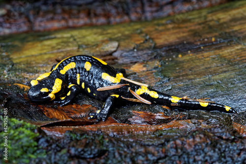 Top view of fire salamander (Salamandra Salamandra) walking on wet tree log.