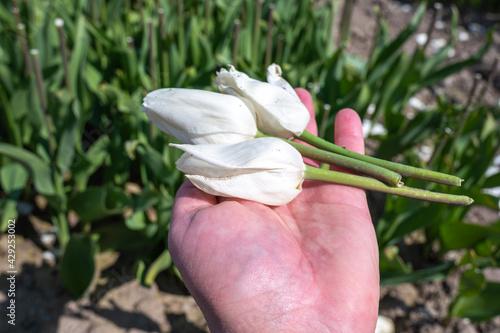 Tulips bulbs production in Netherlands, cutted tulip flowers heads on farm fields in Zeeland