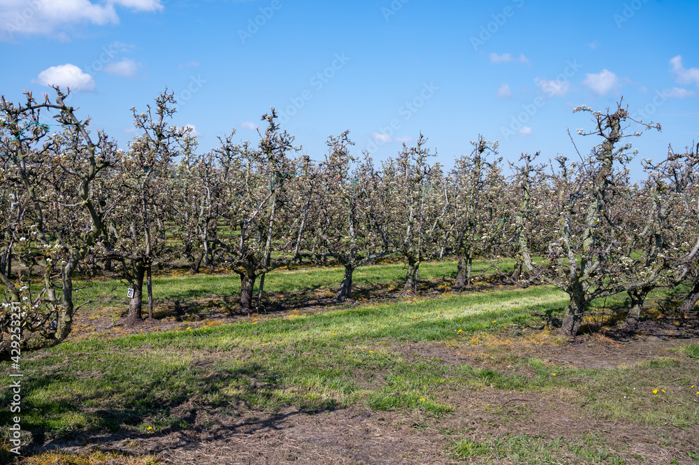 Cultivation of pear fruits on Dutch orchards, spring white blossom of pear trees