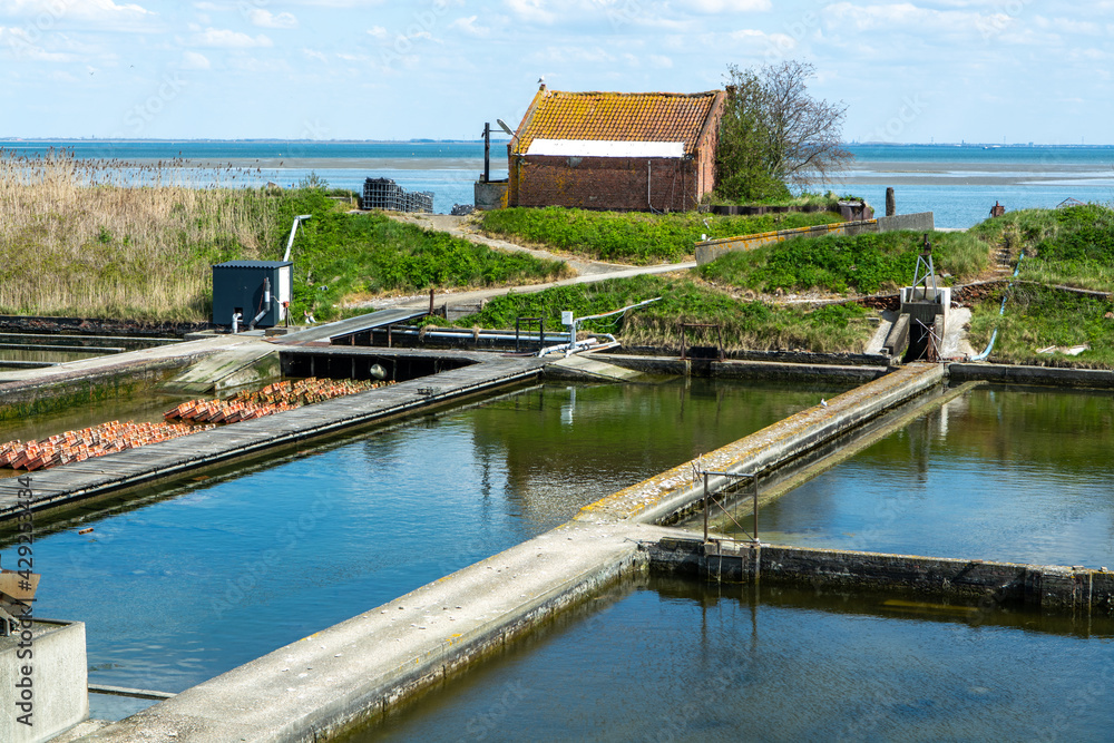 Oysters growing systems, keeping oysters in concrete oyster pits, where
