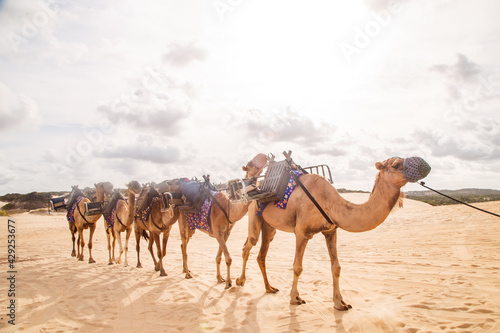 Dromedary in Natal in Rio Grande do Norte, used for walks in the dunes of Genipabu, walking during the holidays, enjoying the summer. Celebrating, desert animals photo