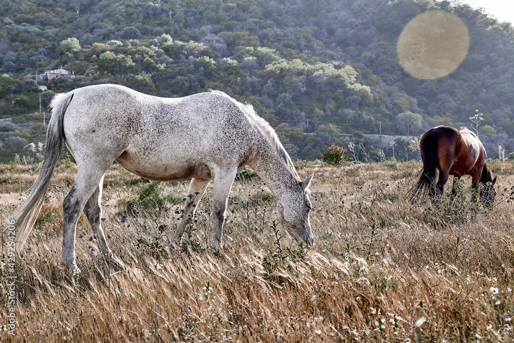 White and brown horses graze in a pasture with dry grass. Two young mares are walking across the field towards the sunset in mountain landscape. White and brown horses graze in a pasture with dry grass. Two young mares are walking across the field towards the sunset in mountain landscape.