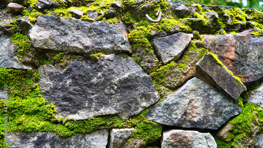 The grey limestones with the green ferns texture for landscape design. The ground design for garden. Natural garden design. Rocks and plants texture background.