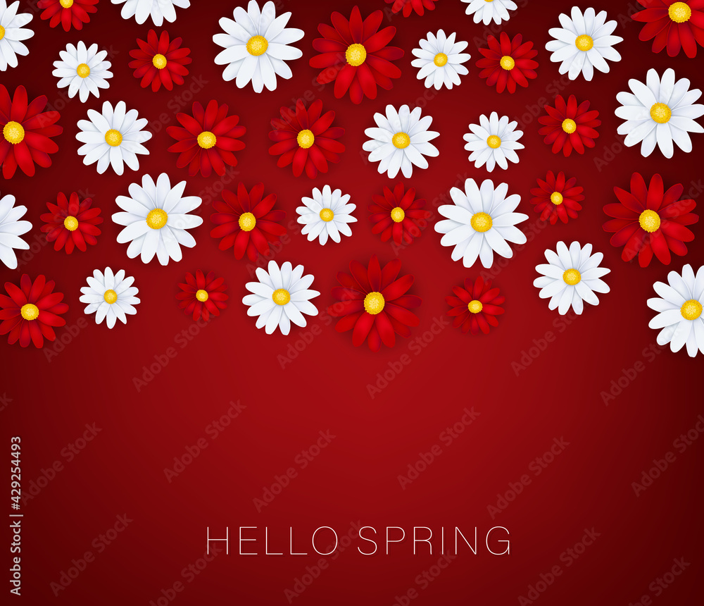 Hello Spring banner or brochure. White and red realistic daisy flowers. Floral design wallpaper. Vector illustration.