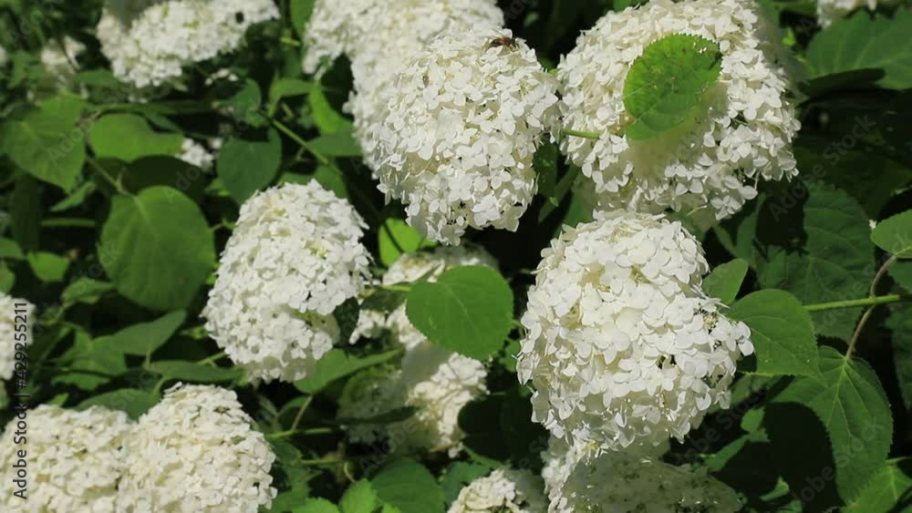 White romantic hydrangea flowers sway in the wind, close-up. Garden ornamental plant hydrangea White romantic hydrangea flowers sway in the wind, close-up. Garden ornamental plant hydrangea