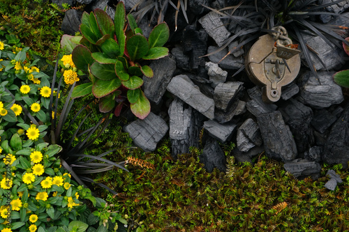 Selective focus shot of doronicum flowers, badan, ophiopogon plants, and coal in a garden photo