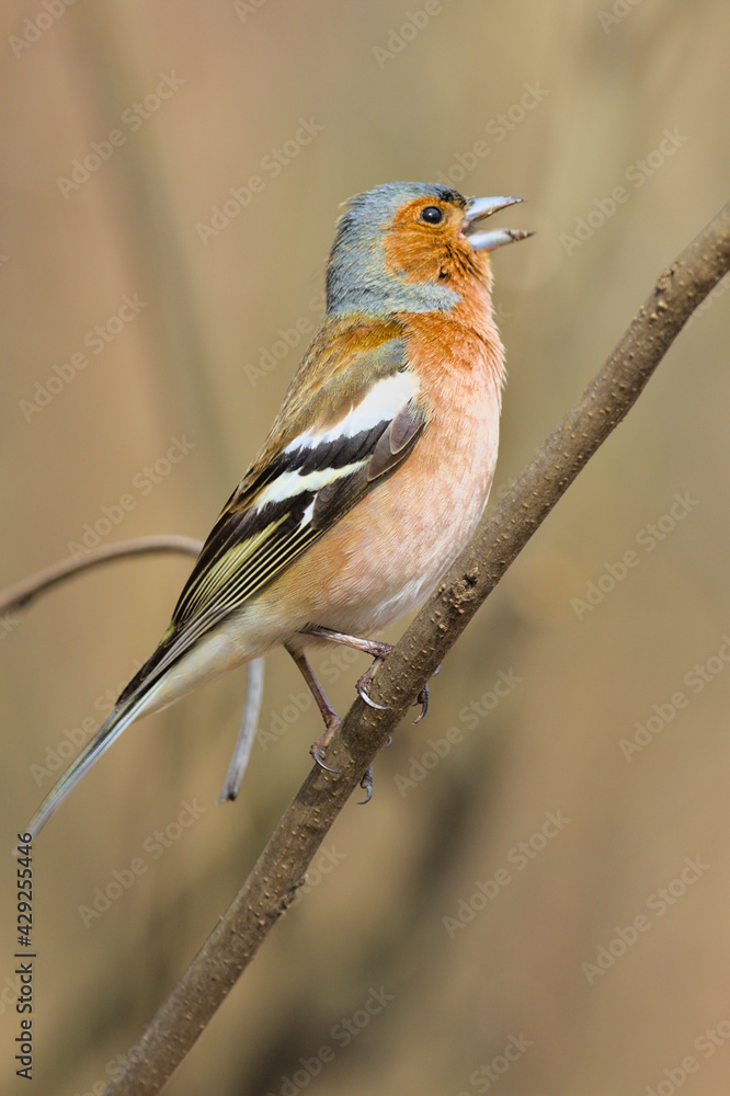 A small forest songbird with reddish sides. Chaffinch, a colorful bird that sings on a thin twig. City birds. Blurred background. Close-up. Wild nature. A small forest songbird with reddish sides. Chaffinch, a colorful bird that sings on a thin twig. City birds. Blurred background. Close-up. Wild nature.