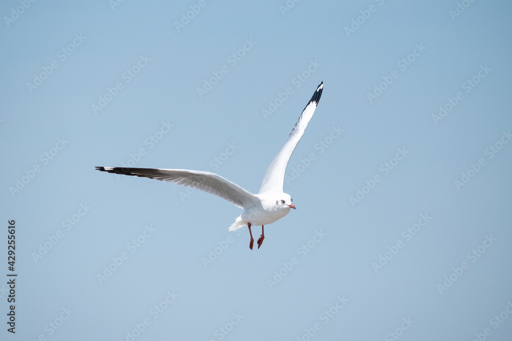 Obraz premium Seagull flying in the sky at Bang Pu Recreation Center Thailand.