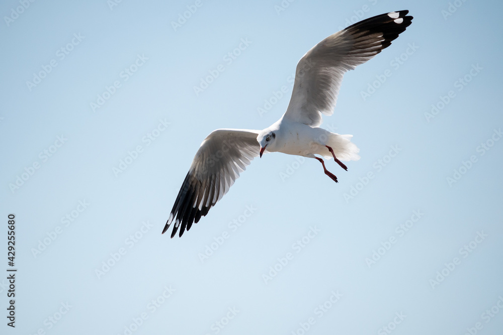 Seagull flying in the sky at Bang Pu Recreation Center Thailand. Seagull flying in the sky at Bang Pu Recreation Center Thailand.