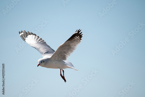 Seagull flying in the sky at Bang Pu Recreation Center Thailand. © serra715