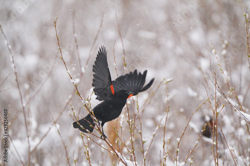 Male Red winged blackbird coping with early spring snow and calling for a mate on an overcast snowy day