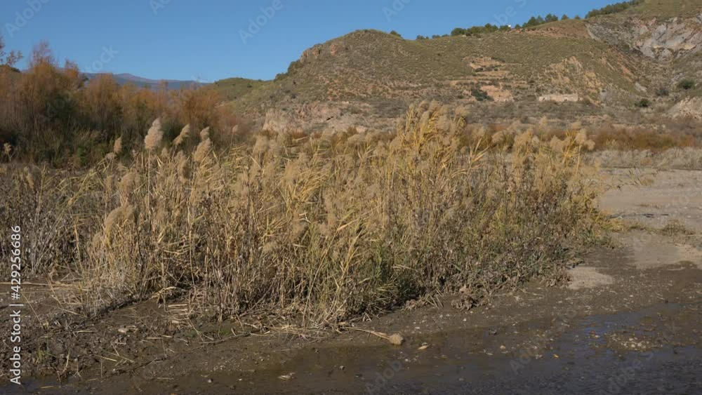 movement of vegetation in the vicinity of a river movement of vegetation in the vicinity of a river