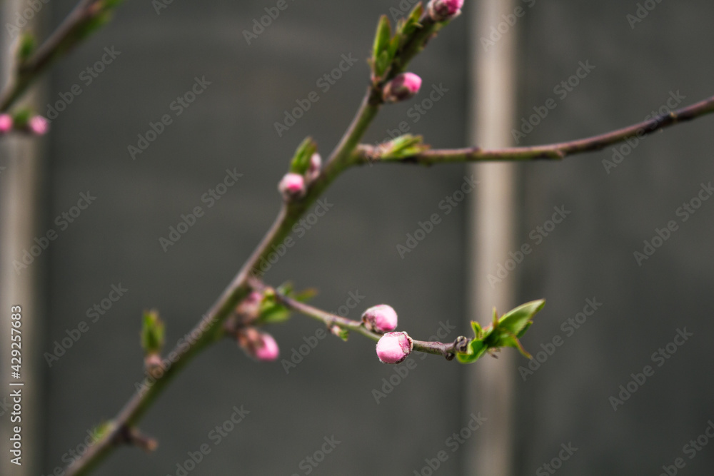 Peach flowers blooming in the peach grove in spring. Blooming branch of the fruit tree Peach flowers blooming in the peach grove in spring. Blooming branch of the fruit tree