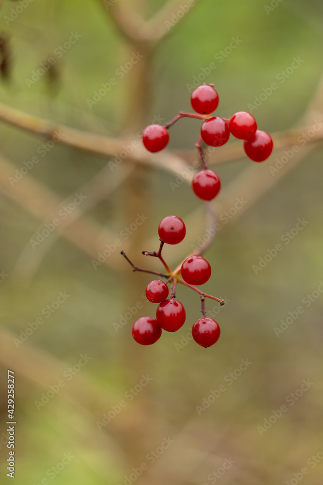 Viburnum berries on a branch in late autumn. Shallow depth of field Viburnum berries on a branch in late autumn. Shallow depth of field