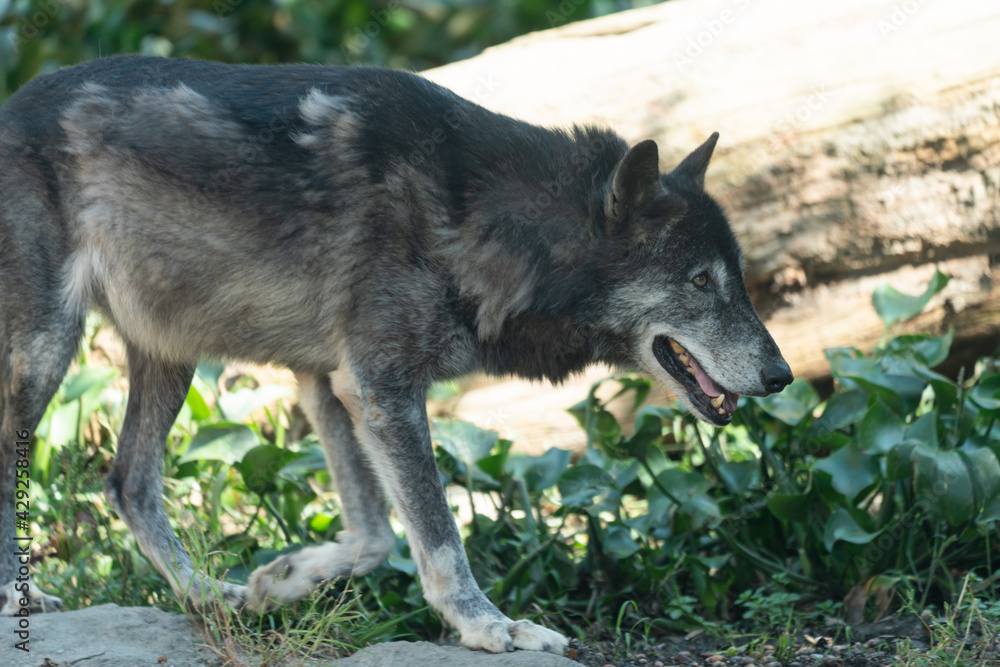 Fototapeta premium Timber wolf walking in the grass