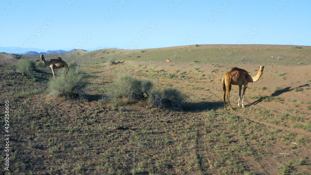Fototapeta premium Camels grazing grass at Al Hajar Mountains in Oman
