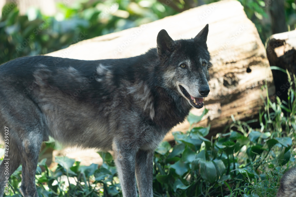 Timber wolf walking in the grass Timber wolf walking in the grass