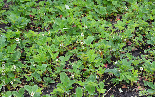 Growing strawberries, flowering strawberries in the garden. Strawberries blooming with white delicate flowers, blossoms.