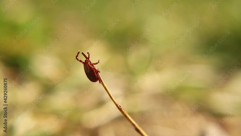female tick on the grass is waiting for an animal as a host, such as a turtle, hedgehog, dog, cat or snake.
parasites, ticks
wildlife vet, wild nature.
veterinary medicine.
animals diseases, parasite female tick on the grass is waiting for an animal as a host, such as a turtle, hedgehog, dog, cat or snake.
parasites, ticks
wildlife vet, wild nature.
veterinary medicine.
animals diseases, parasite