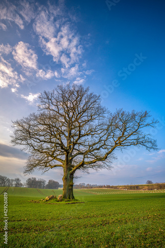 ein Baum auf einer Wiese im Hintergrund ein blauer Himmel 