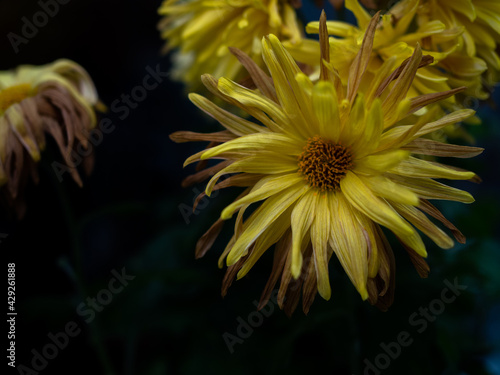 yellow withered chrysanthemums in a vase standing by the window