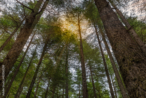 Sunlight streaming through trees inside deep forest. Green theme