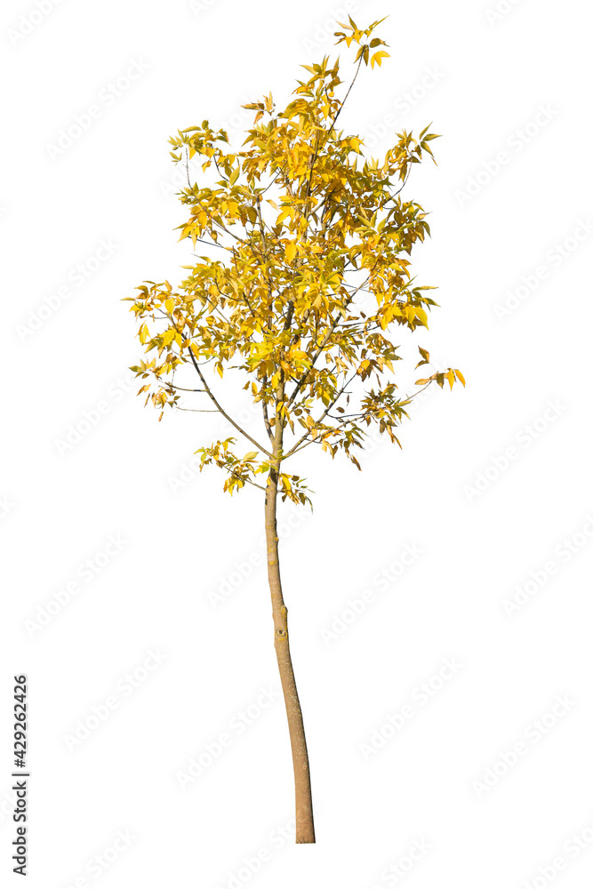 Generic autumn tree with yellow leaves isolated on white background