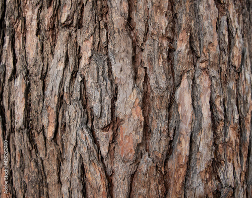Fototapeta Naklejka Na Ścianę i Meble -  Closeup view of wooden crust on tree