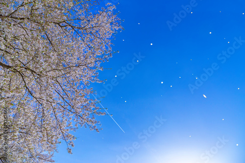 青空を背景にした満開の桜の桜吹雪とヒコーキ雲