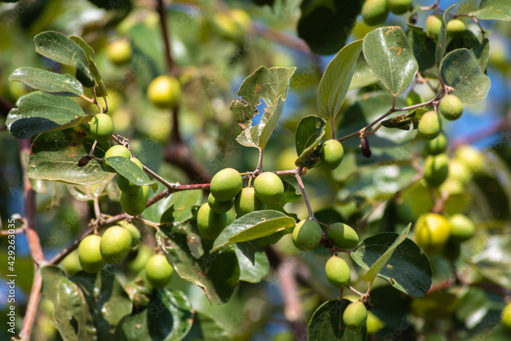 Green jujube fruit on the jujube tree in the garden Green jujube fruit on the jujube tree in the garden