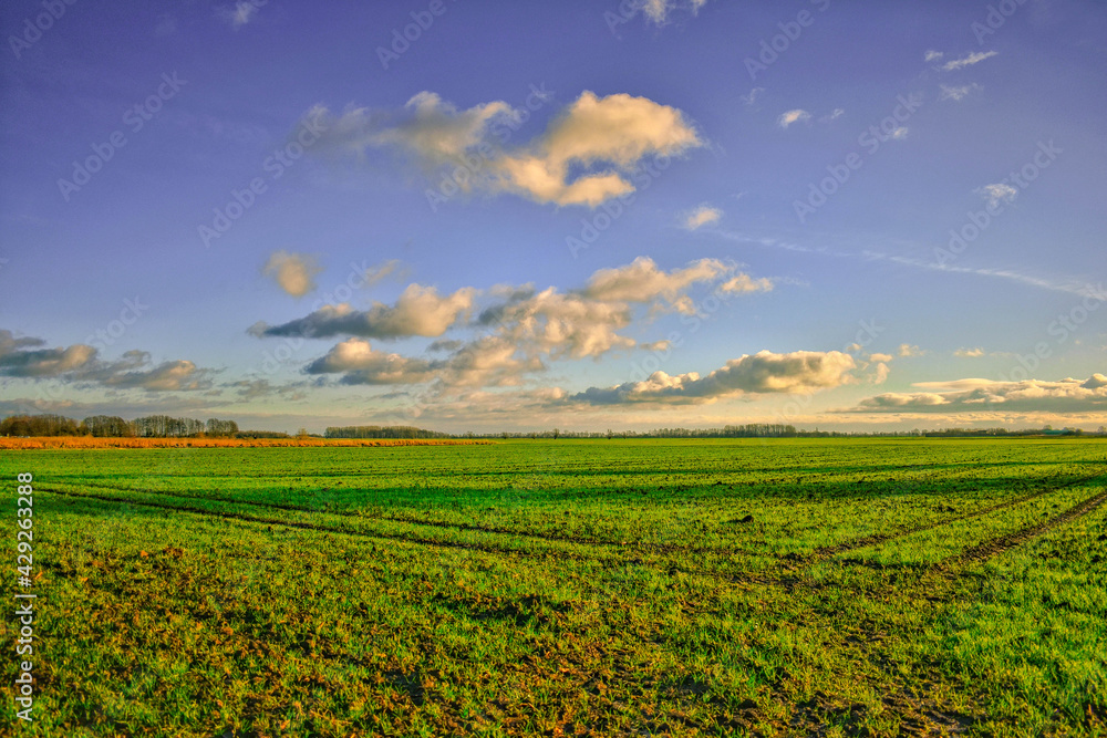 field and blue sky