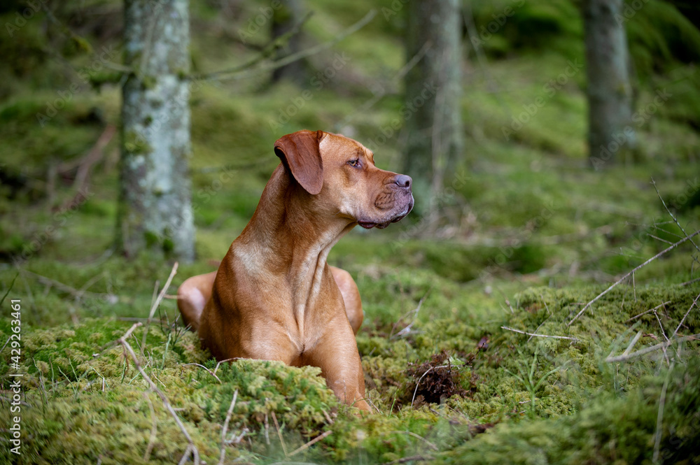 Profile portrait of big golden dog lying in the woods watching and listening intently