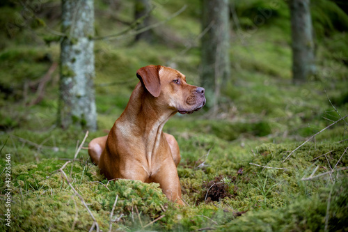 Profile portrait of big golden dog lying in the woods watching and listening intently
