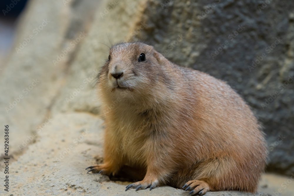 Black-tajled prairie dog living with family Black-tajled prairie dog living with family