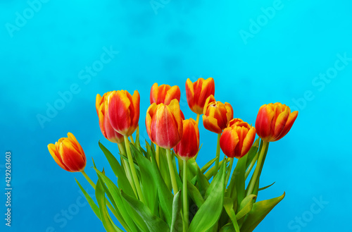 Fresh spring tulips on blue background.